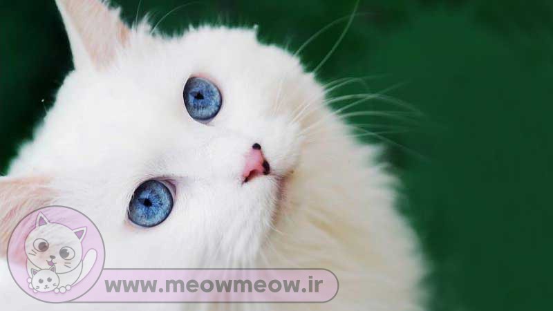 تصویر گربه سفید چشم آبی