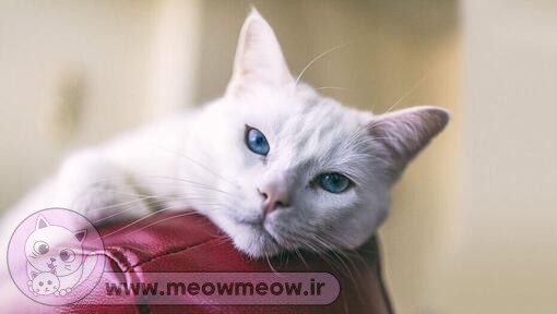 تصویر یک گربه سفید چشم آبی