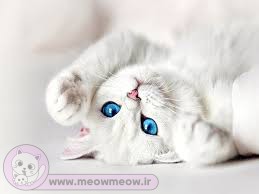 زیبایی گربه سفید چشم آبی