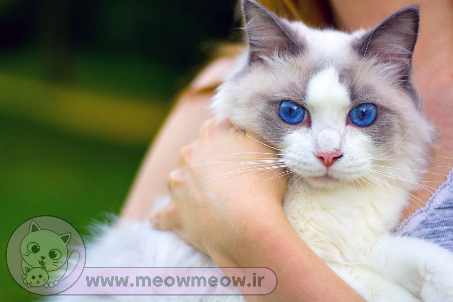 عکس گربه سفید چشم آبی
