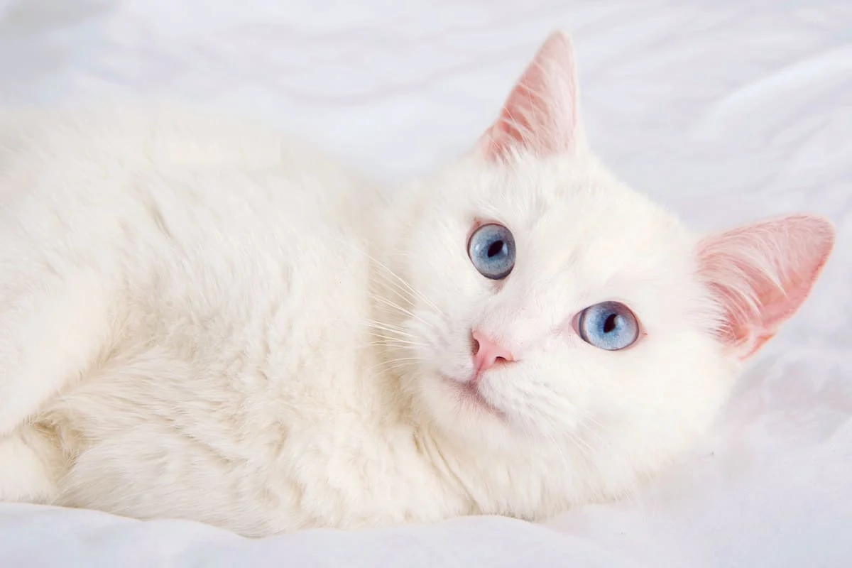 عکس یک گربه سفید چشم آبی