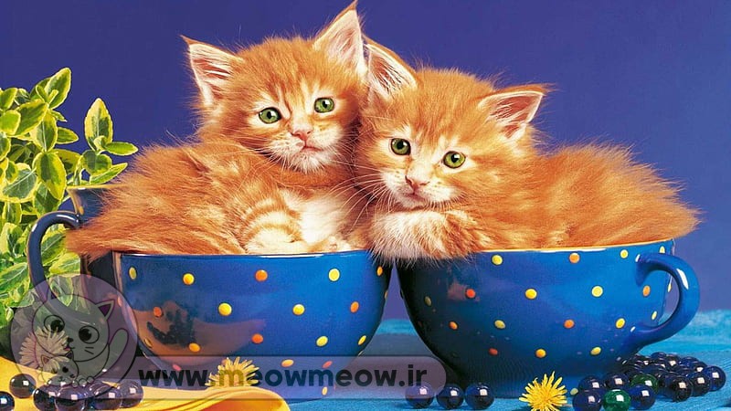 گربه های فنجانی