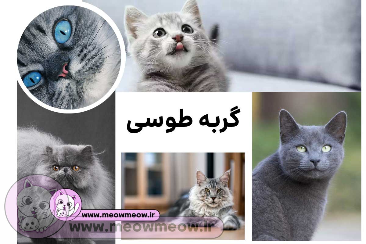 گربه طوسی | مرکز خرید و فروش گربه میو میو