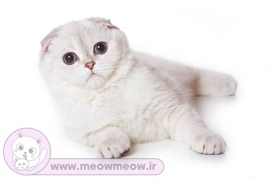 عکس گربه اسکاتیش فولد سفید