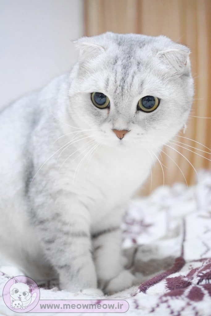 گربه اسکاتیش سفید طوسی