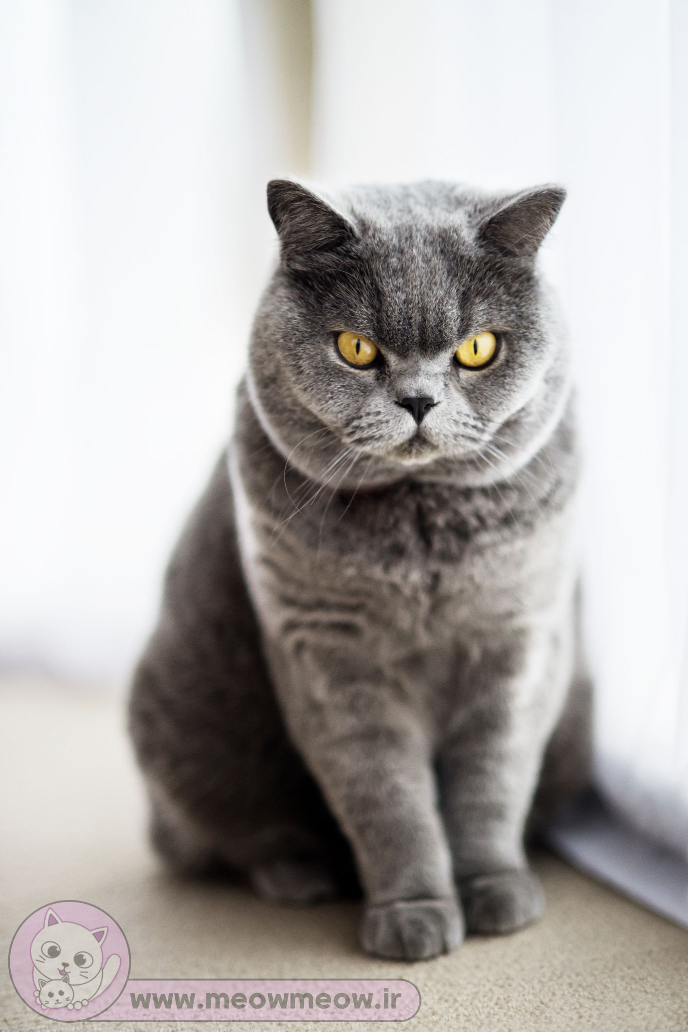 گربه خاکستری تپل