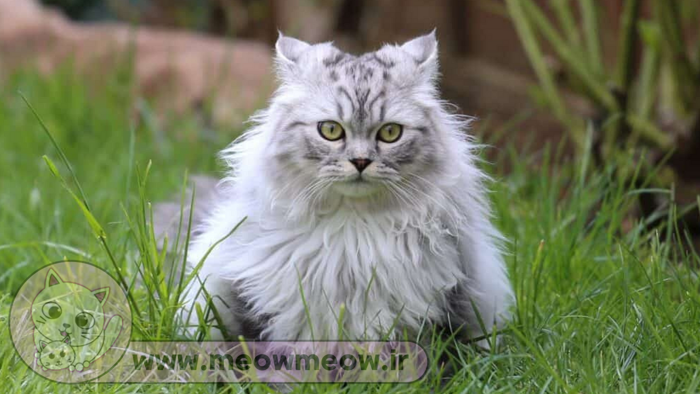 زیبایی گربه ایرانی