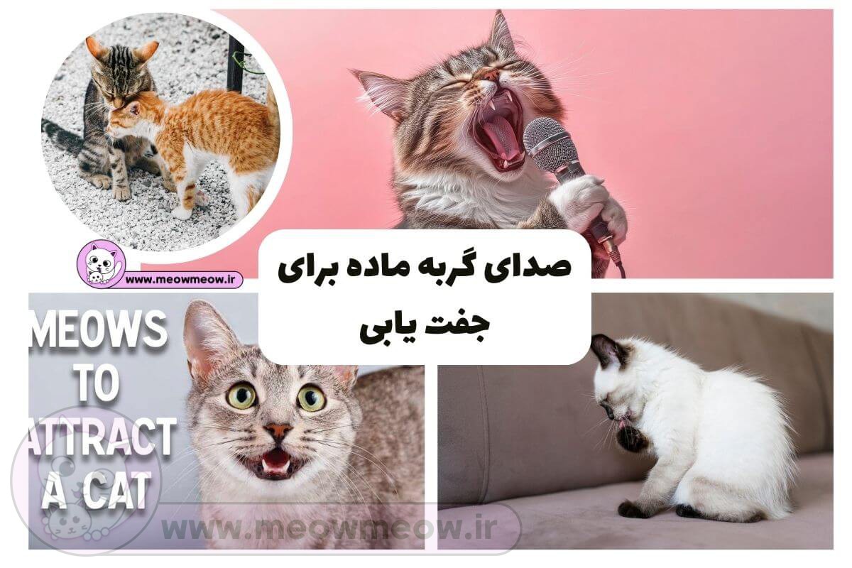 صدای گربه ماده برای جفت یابی | مرکز خرید و فروش گربه میو میو